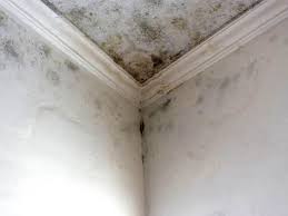 Why You Should Choose Our Mold Remediation Services in Wilmington, NC