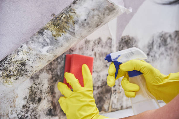 Best Residential Mold Inspection & Testing  in Wilmington, NC