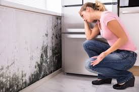 Best Mold Removal for HVAC Installations  in Wilmington, NC